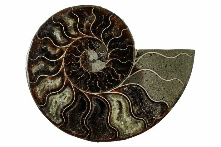 Cut & Polished Ammonite Fossil (Half) - Madagascar #345645